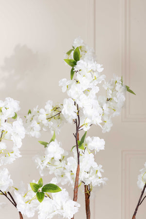Carraig Donn Cherry Blossom Tree