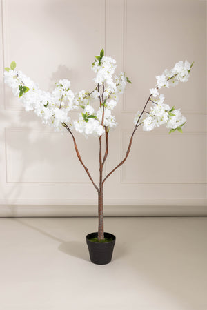 Carraig Donn Cherry Blossom Tree