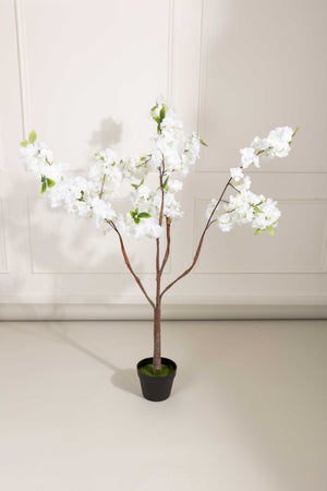Carraig Donn Cherry Blossom Tree