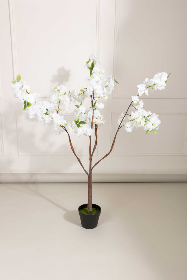 Carraig Donn Cherry Blossom Tree