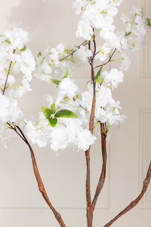 Carraig Donn Cherry Blossom Tree