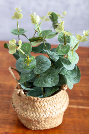 Carraig Donn Eucalyptus In Basket