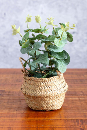 Carraig Donn Eucalyptus In Basket