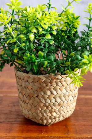 Carraig Donn Fern Plant In Basket