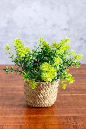 Carraig Donn Fern Plant In Basket