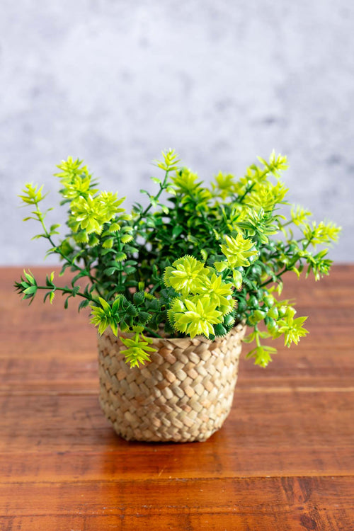 Fern Plant In Basket