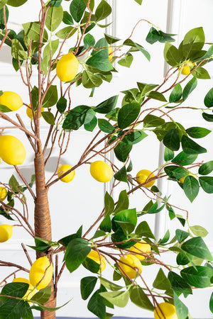 Carraig Donn Lemon Tree