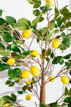 Carraig Donn Lemon Tree