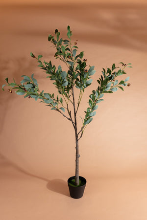 Carraig Donn Olive Tree