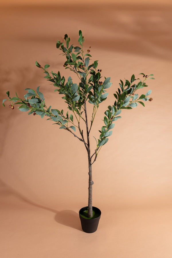 Carraig Donn Olive Tree