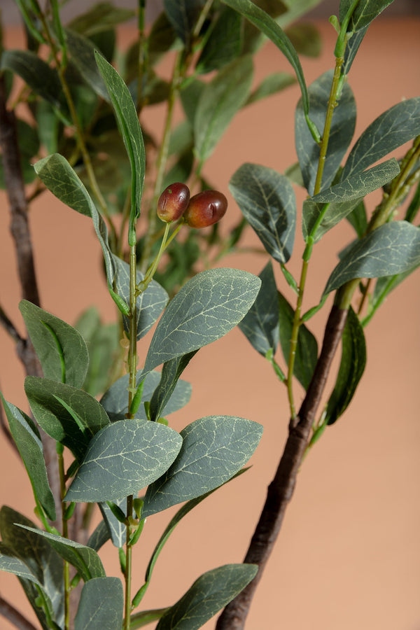 Carraig Donn Olive Tree