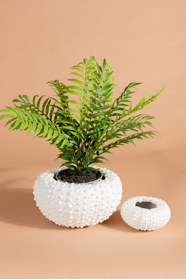 Carraig Donn Sea Urchin Planter Large