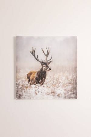 Carraig Donn Stag Canvas Wall Art